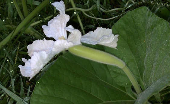 Bottle Gourd Cultivation Information Guide