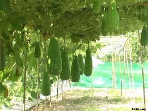 Bottle Gourd Cultivation Information Guide