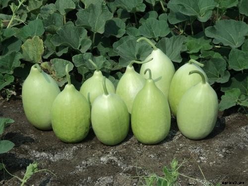 Bottle Gourd Cultivation Information Guide