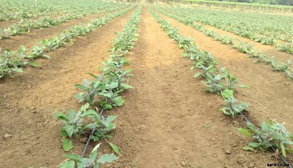 Eggplant Farming (Brinjal) Information Guide