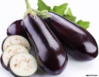 Eggplant Farming (Brinjal) Information Guide