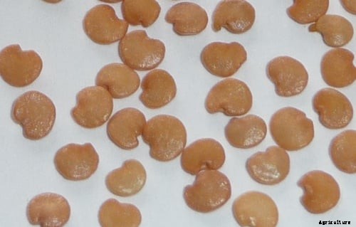 Eggplant Farming (Brinjal) Information Guide