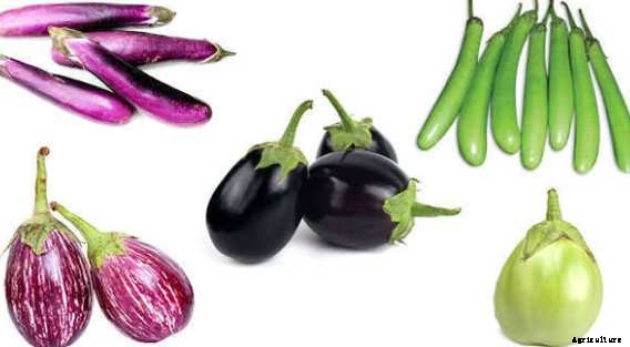 Eggplant Farming (Brinjal) Information Guide