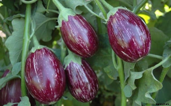 Eggplant Farming (Brinjal) Information Guide