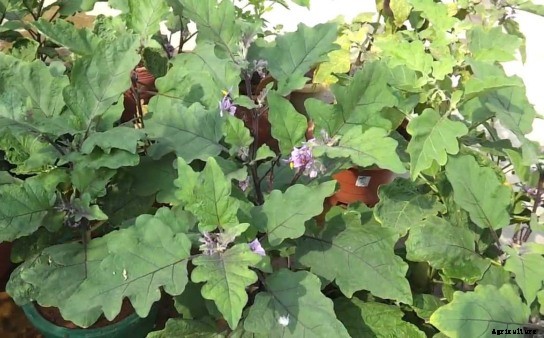 Eggplant Farming (Brinjal) Information Guide