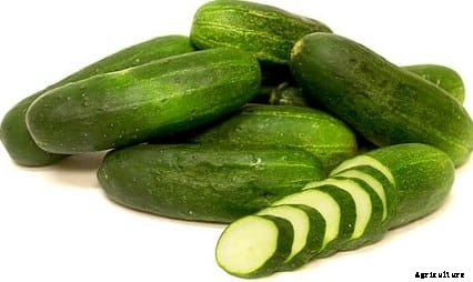Cucumber Cultivation Information Guide