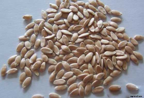 Cucumber Cultivation Information Guide