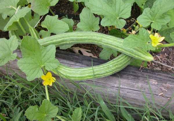 Cucumber Cultivation Information Guide