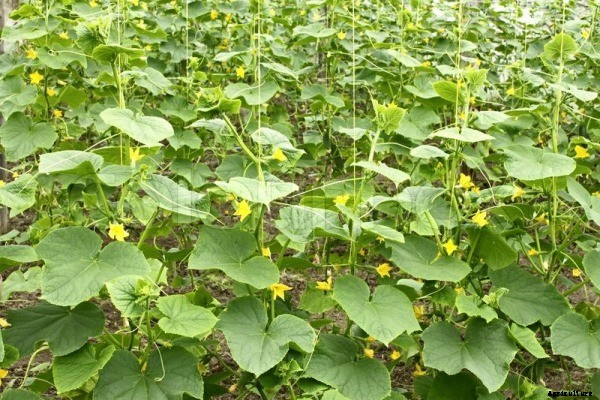 Cucumber Cultivation Information Guide
