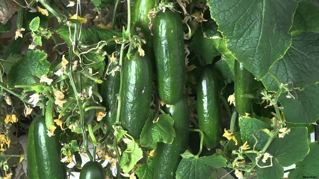 Cucumber Cultivation Information Guide