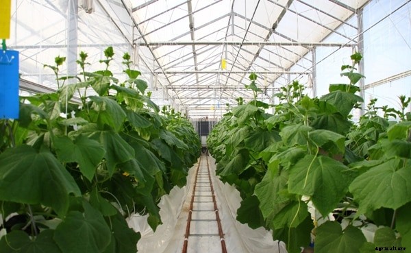 Cucumber Cultivation Information Guide