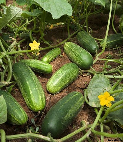 Cucumber Cultivation Information Guide