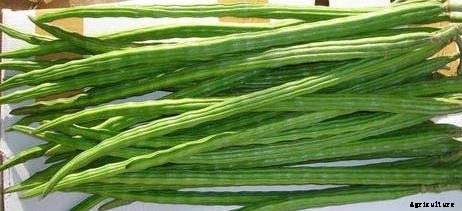 Drumstick Cultivation Info Guide