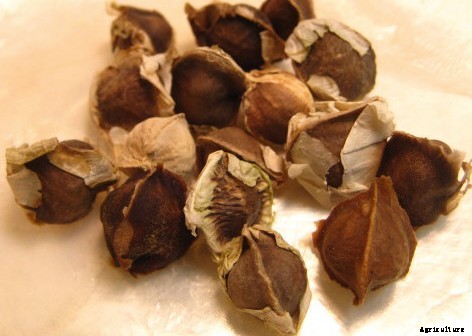 Drumstick Cultivation Info Guide