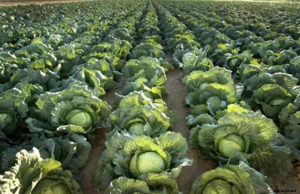Cabbage Farming Information Guide