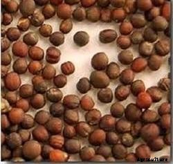 Cabbage Farming Information Guide