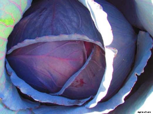 Cabbage Farming Information Guide