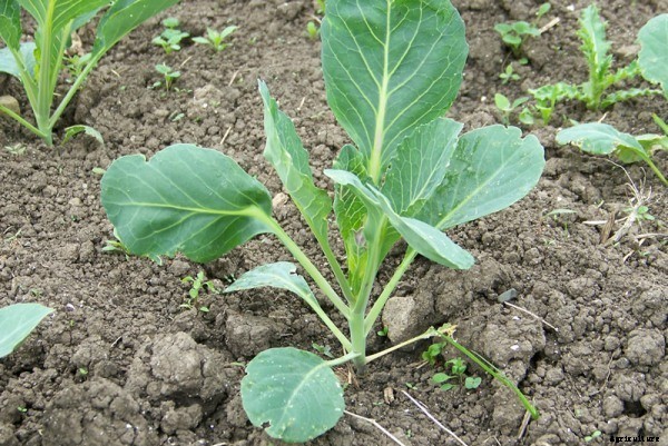 Cabbage Farming Information Guide