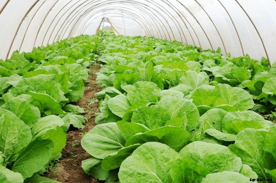 Cabbage Farming Information Guide