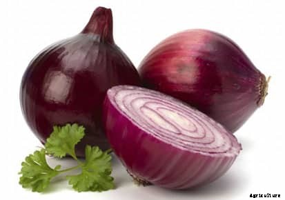 Onion Farming Information Guide for Beginners