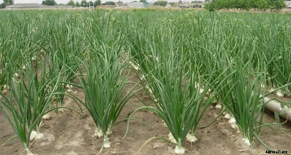 Onion Farming Information Guide for Beginners