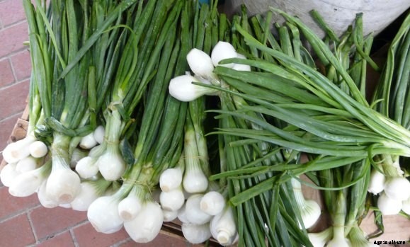 Onion Farming Information Guide for Beginners