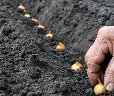 Onion Farming Information Guide for Beginners