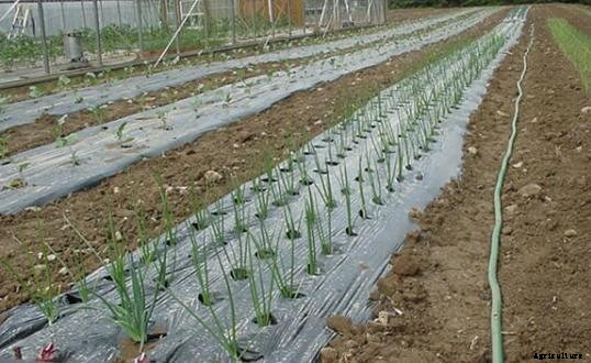 Onion Farming Information Guide for Beginners