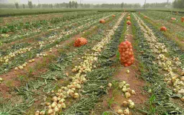 Onion Farming Information Guide for Beginners