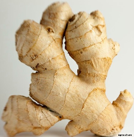 Ginger Farming Information Guide