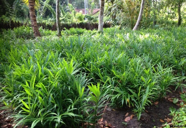 Ginger Farming Information Guide