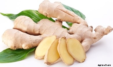 Ginger Farming Information Guide