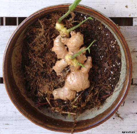 Ginger Farming Information Guide