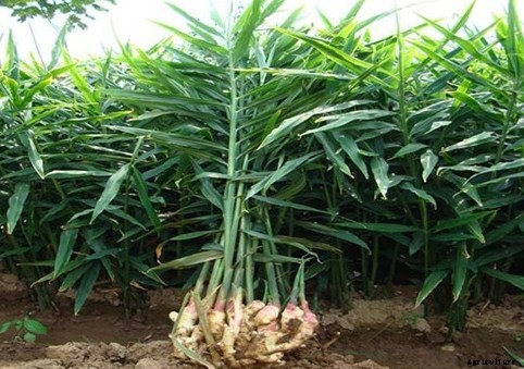 Ginger Farming Information Guide
