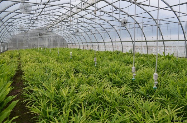 Ginger Farming Information Guide