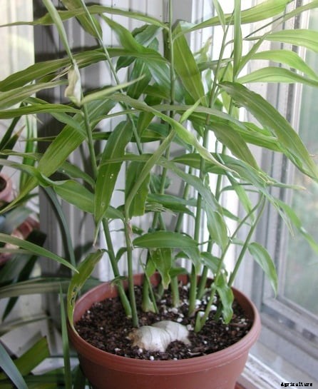 Ginger Farming Information Guide