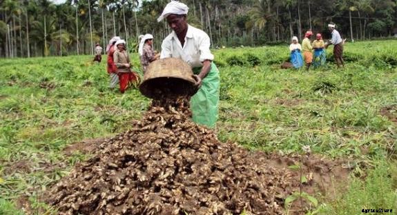 Ginger Farming Information Guide