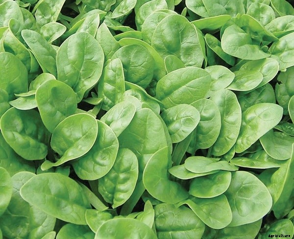 Spinach Farming Information Guide