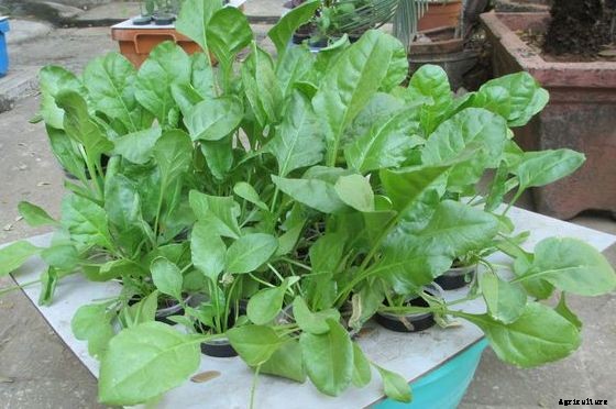 Spinach Farming Information Guide