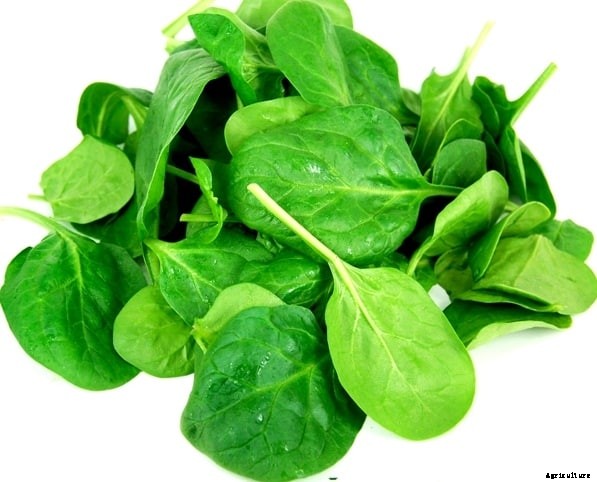 Spinach Farming Information Guide