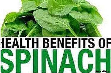 Spinach Farming Information Guide