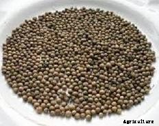 Spinach Farming Information Guide