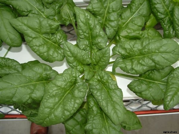 Spinach Farming Information Guide