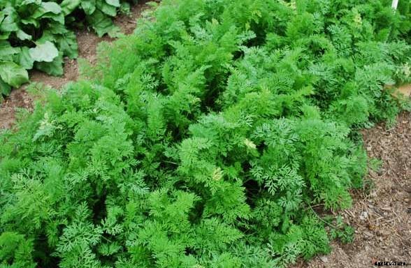 Carrot Farming Information Guide