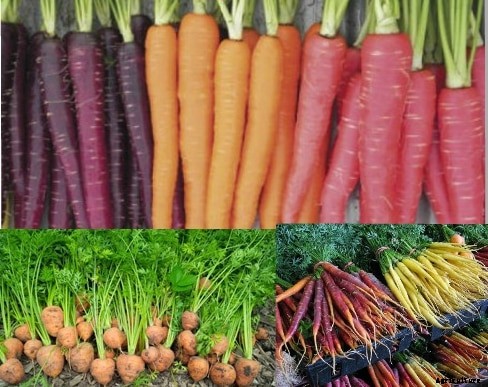 Carrot Farming Information Guide