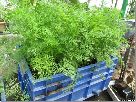 Carrot Farming Information Guide