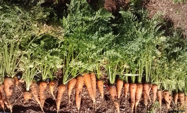 Carrot Farming Information Guide