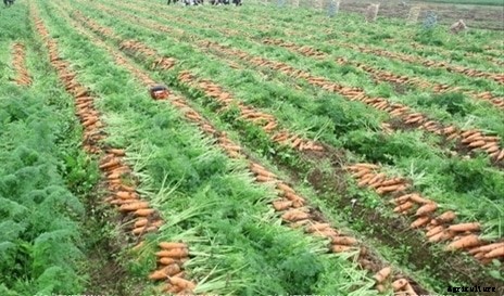 Carrot Farming Information Guide