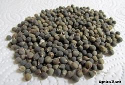 Okra Farming Details (Lady’s Finger) Guide