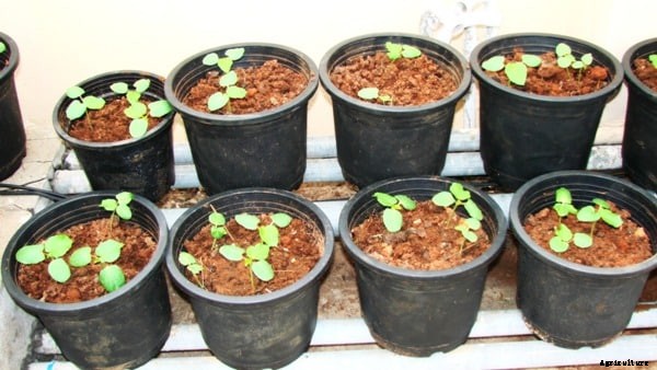 Okra Farming Details (Lady’s Finger) Guide